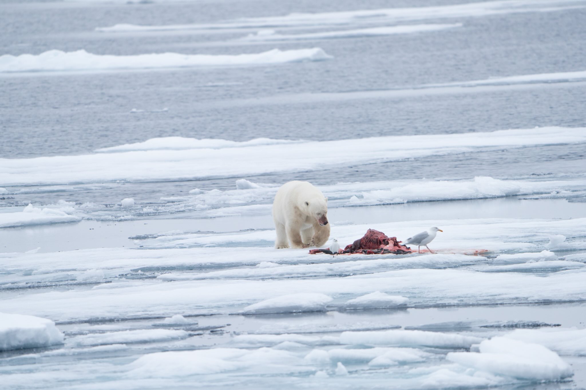 packice bear 1310 an 17