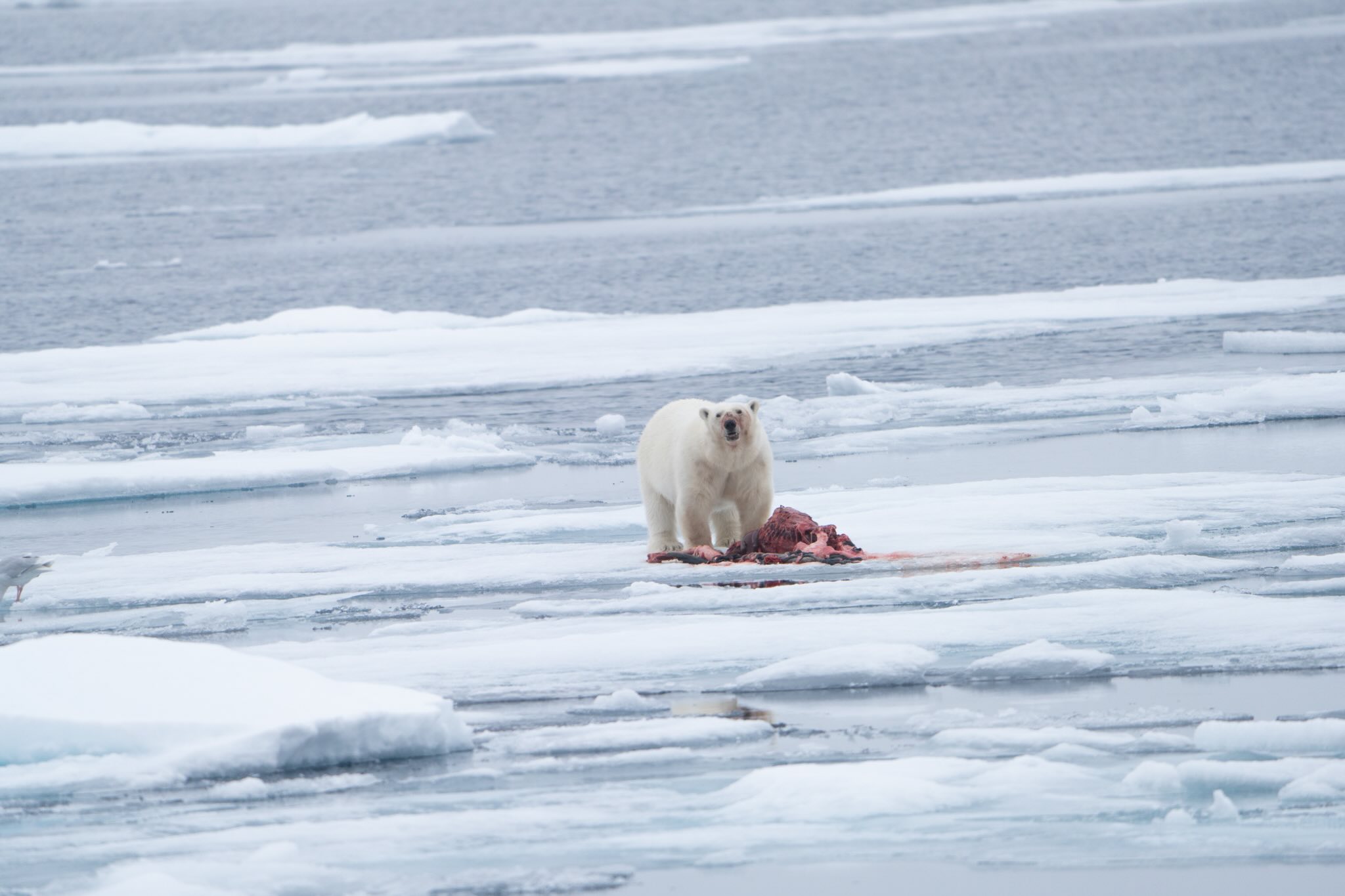 packice bear 1310 an 19